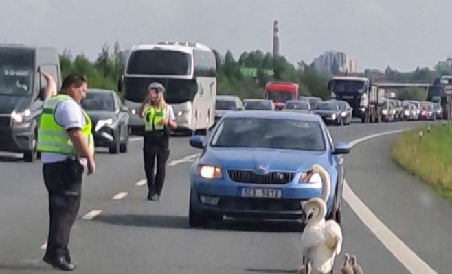 Из-за лебедей образовались пробки в районе Пардубиц. Не кормите их больше, полицейские призывают жителей