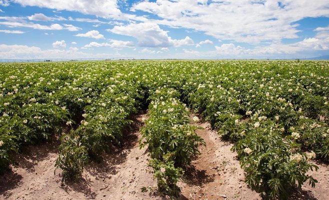 Фермеры снижают цены. А что с продовольствием?