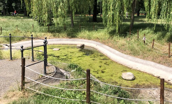Жителям Праги 8 не нравится состояние воды в местном озере, она останется грязной в течение двух месяцев из-за лягушек