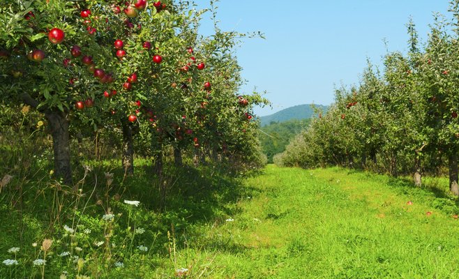 Чешские садоводы за год вырубают 8% садов. Их заменят рапсом и другими 
