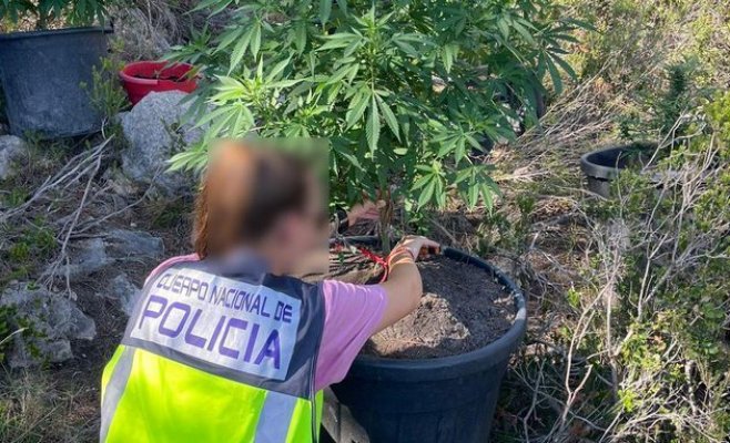Житель Ибицы выращивал марихуану на кладбище