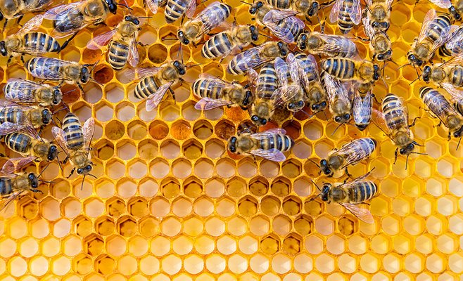 В этом году в Моравии и Слезии будет мало меда. Виной тому погода и гибель пчел.