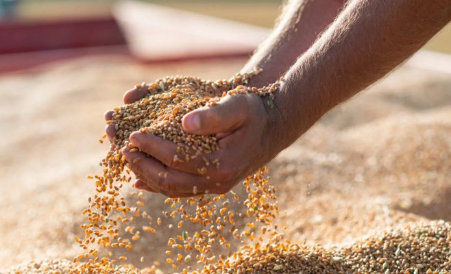 Фермерам не хватает места для хранения урожая этого года, при этом у них остаются миллионы тонн прошлогоднего урожая