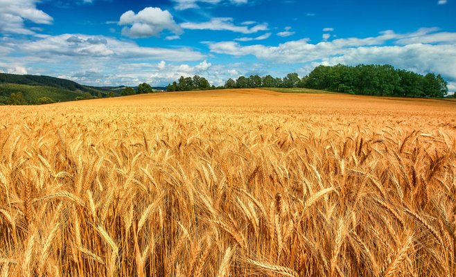 Пшеница дорожает на биржах после сообщения об отказе России от участия в зерновых сделках