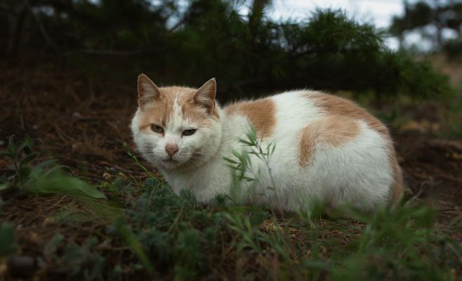 На Кипре кошек будут вакцинировать оставшимися вакцинами против covid-19