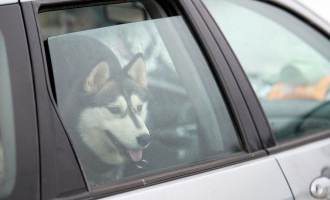 Мужчина в Брно оставил собаку в машине, а кто-то разбил ему окно