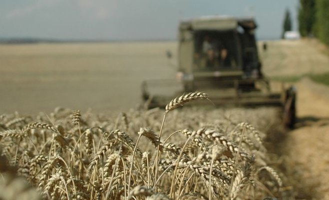 Фермеры собрали в этом году 7,47 млн. т зерновых, что меньше, чем в прошлом году