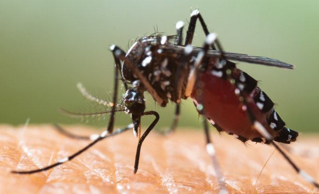 Париж проходит дезинфекцию. Так хотят избавиться от опасных комаров