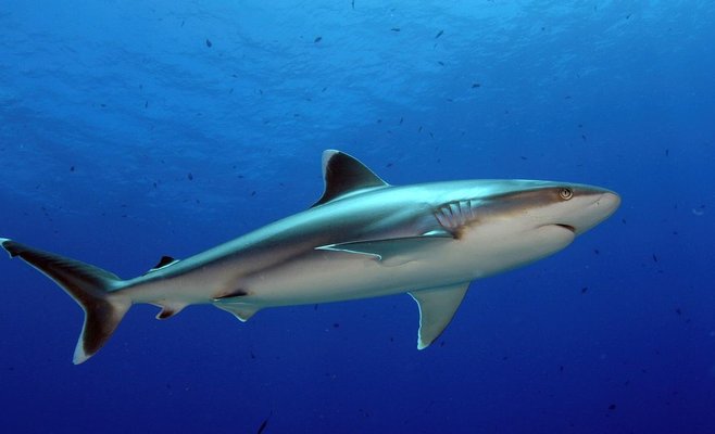 Акула напала на пляж отеля в Египте, туристка лишилась руки