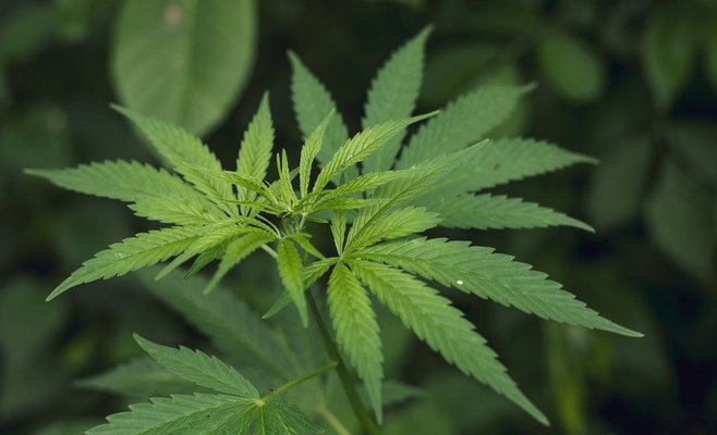 Эксперты и врачи предостерегают от использования психотропного вещества HHC