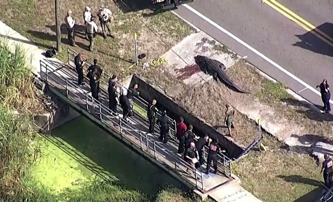 Во Флориде женщину заживо загрыз аллигатор: ВИДЕО