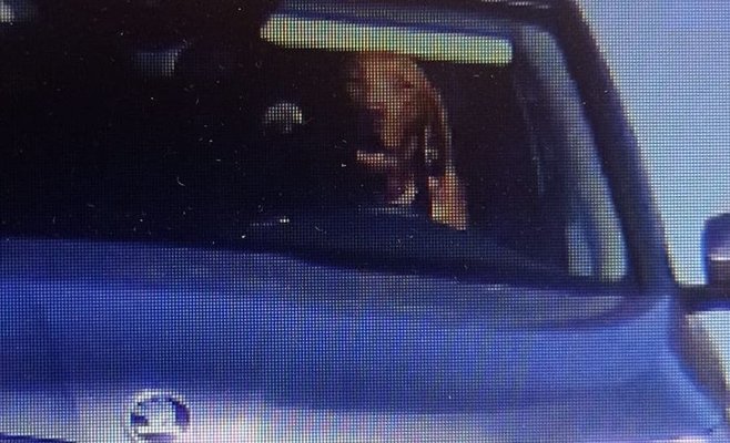 На одной из словацких дорог за рулем находилась собака. И он превысил скорость в одной из деревень