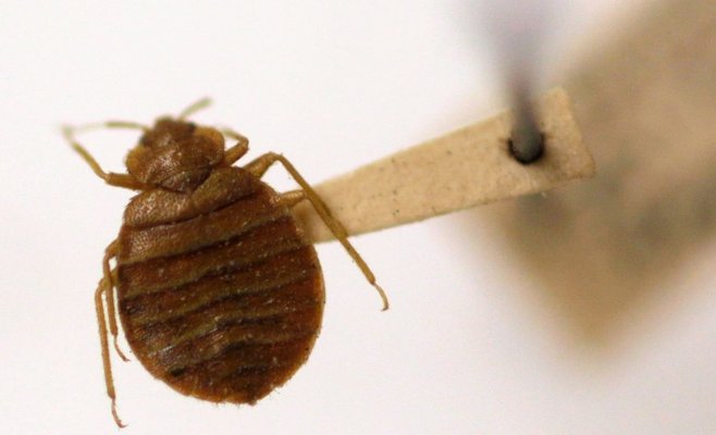 Никто не может быть в безопасности. Париж заражен клопами в общественном транспорте и кинотеатрах