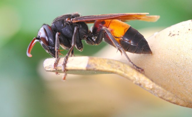 Опасный азиатский шершень впервые появился в Чехии, защитники природы призывают общественность к помощи