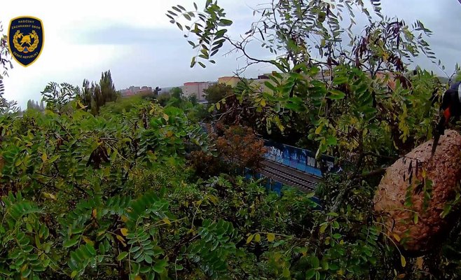 В гнезде азиатских шершней в Плзни скрывалось 6000 особей