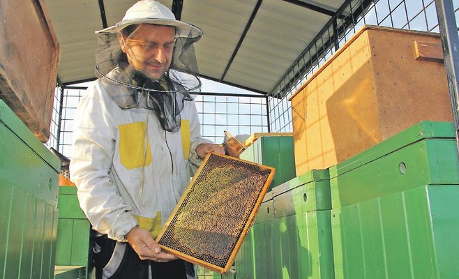 Мед будет дорожать. Многие пчеловоды потеряли свои пчелиные колонии