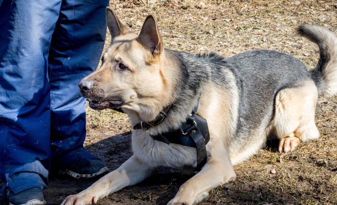 Под Ланжготом полицейская собака покусала четырехлетнюю девочку. 