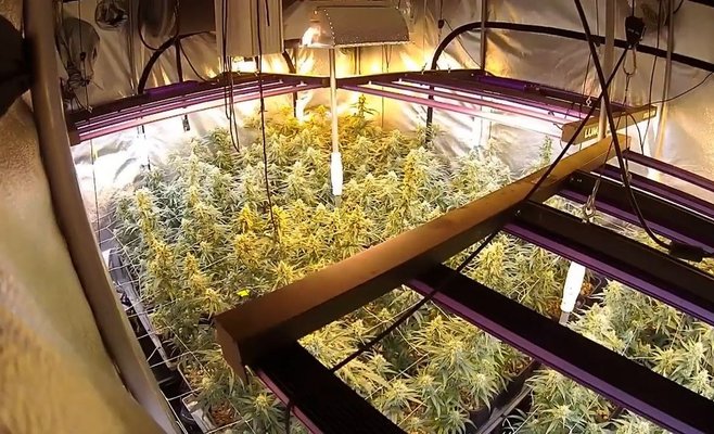 Банда выращивала марихуану в квартирах в центре Праги. Он платил сотни тысяч за электричество