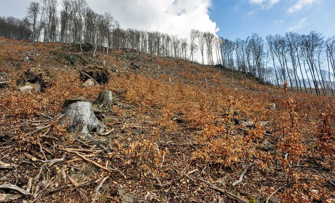 Редкие старые леса исчезают в Чехии, попадая в печи или за границу