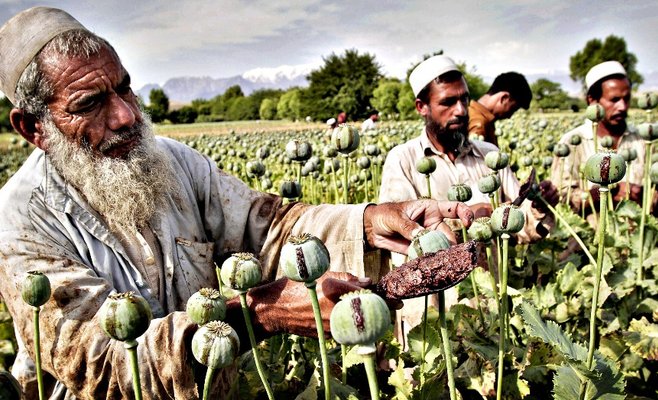 Объем производства опийного мака в Афганистане сократился на 95%