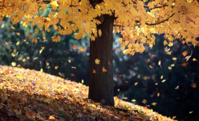 Осенние листопады наступают