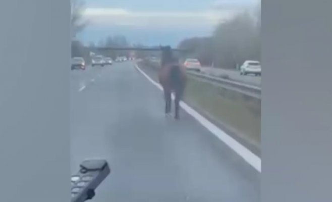 Лошадь бежала по трассе D2 под Братиславой
