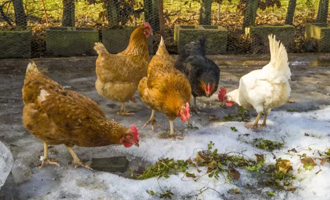 Птичий грипп вернулся в Чехию