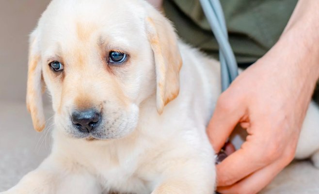 Украинский ветеринар подал заявку на получение постоянного места жительства. В итоге он предпочел покинуть страну.