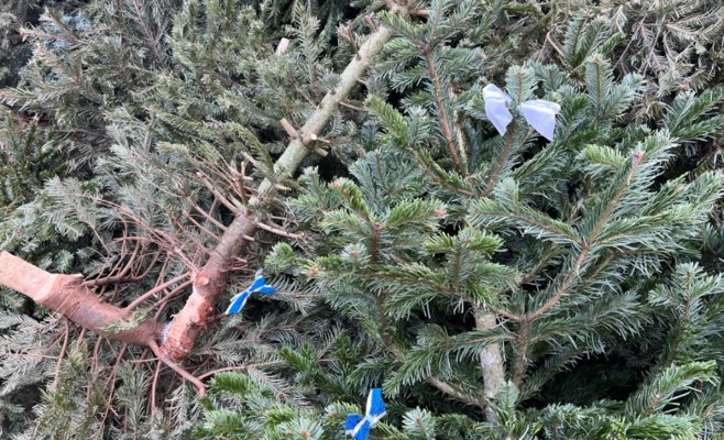 Пражские коммунальные службы убирают с улиц тысячи рождественских елок