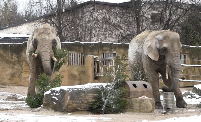 Пражские коммунальные службы убирают с улиц тысячи рождественских елок