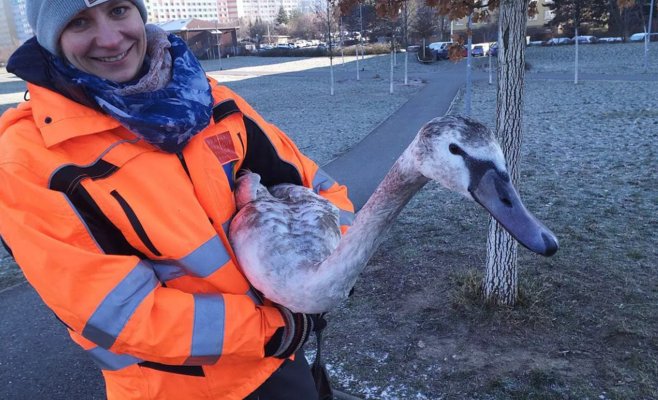 Мороз охватил животных в прудах, пожарные спасли птиц и выдру