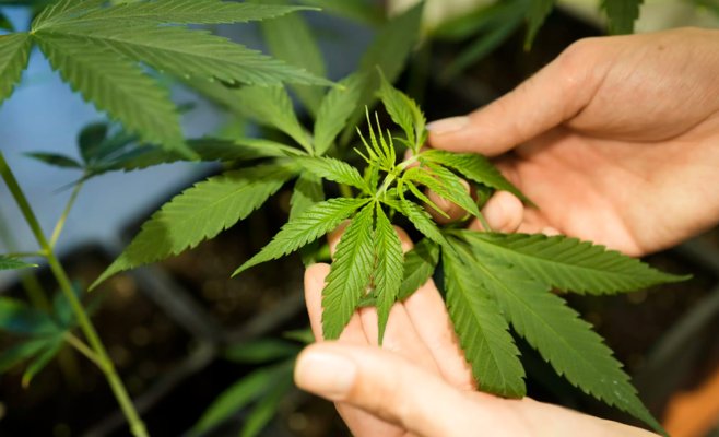 Самостоятельное выращивание конопли имеет шанс, даже Народная партия выступает за него