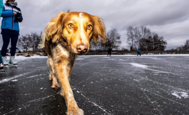 Температура будет скакать вверх-вниз до конца января
