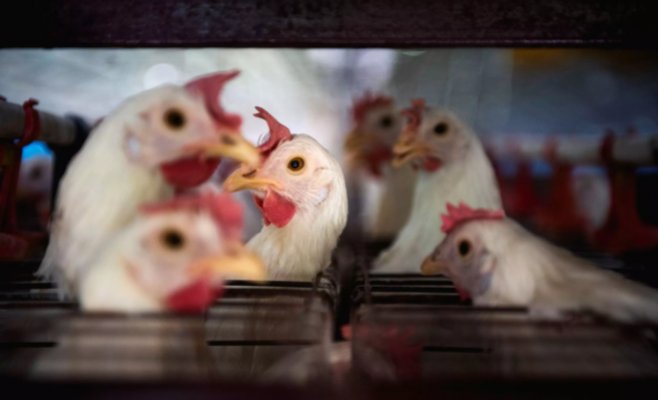 Птичий грипп на крупной птицеферме в Пардубице. Министр выехал на место.