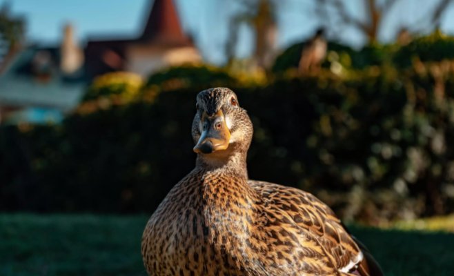 Новая вспышка птичьего гриппа в регионе Тршебич приводет к гибели десятков тысяч уток