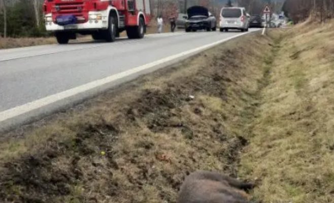 Женщина-водитель на Lamborghini сбила кабана, ущерб составляет 500 000 крон