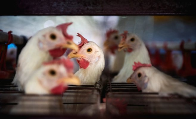 Еще одна вспышка птичьего гриппа подтвердилась на птицеферме в Чешском Крумлове