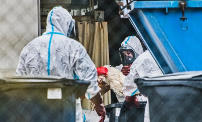 Исключение не помогло. Даже генетически ценные куры стали жертвой птичьего гриппа