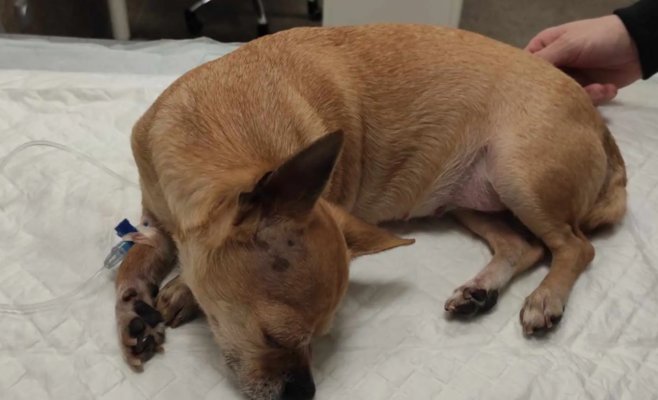 В Градце Кралове кто-то подбросил животным копчености с ядом, несколько собак уже отравились