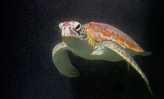 Девять человек умерли после употребления черепашьего мяса в туристическом раю