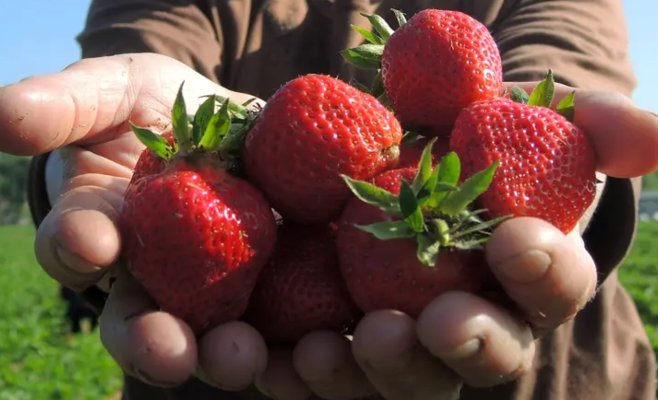 Гигиенисты обнаружили зараженную клубнику в польских магазинах, популярных среди чехов. Существует риск желтухи