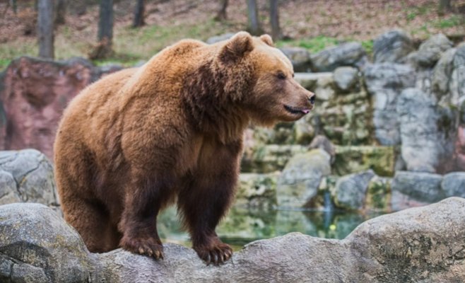 Медведь пробежал по улицам Липтовского Микулаша, медики сообщают о двух пострадавших