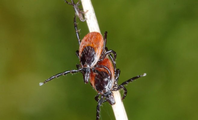 Клещи в городах более опасны, чем в природе, считают ученые