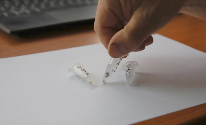 Клещи в городах более опасны, чем в природе, считают ученые