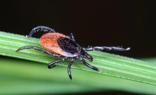 Клещи в городах более опасны, чем в природе, считают ученые