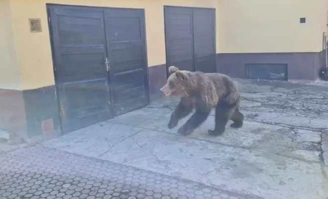 Медведь, ранивший пять человек в Липтовском Микулаше, был застрелен