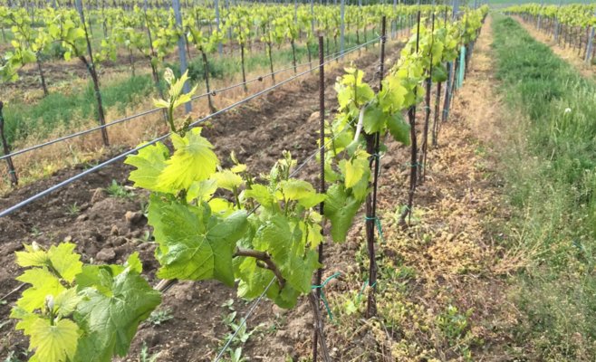 Вино пьют все меньше, и все меньше людей хотят работать на виноградниках