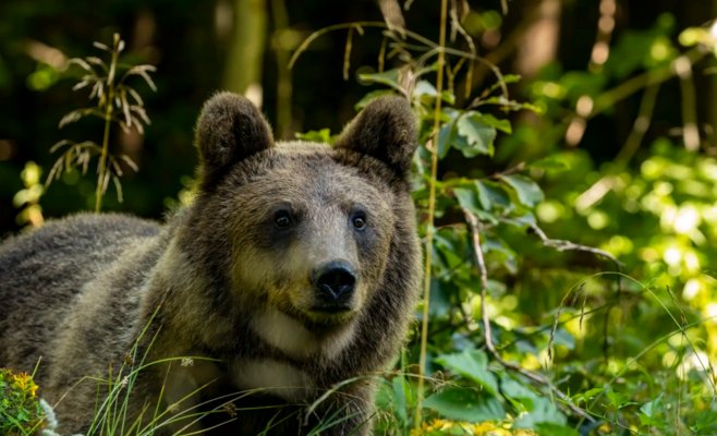Медведь в Словакии напал на лесников. Один из них выстрелил и попал в коллегу.