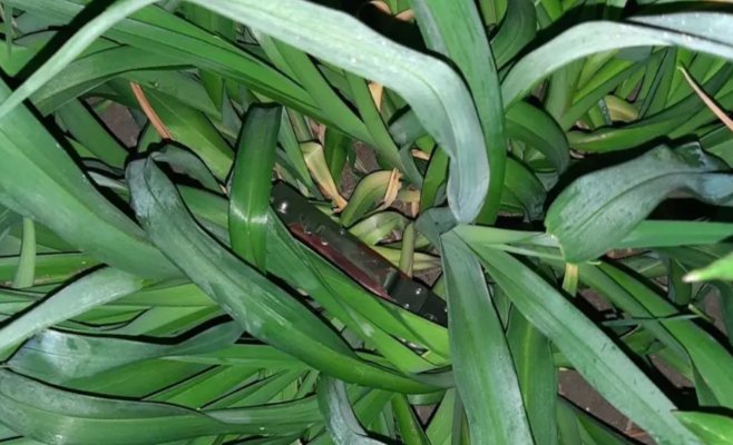 Четырнадцатикратный рецидивист вновь набрался смелости и напал с ножом на владельца ресторана