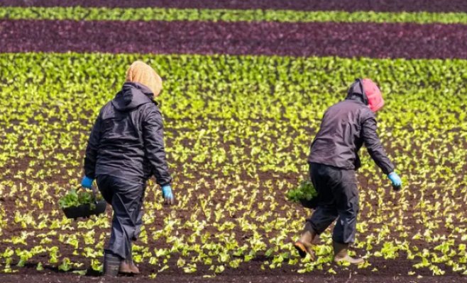 Щедрые пособия и отсутствие штрафов. Немцам пьют кровь долгосрочные безработные